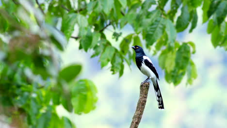 magpie tanager perched and searching in bolivian rainforest