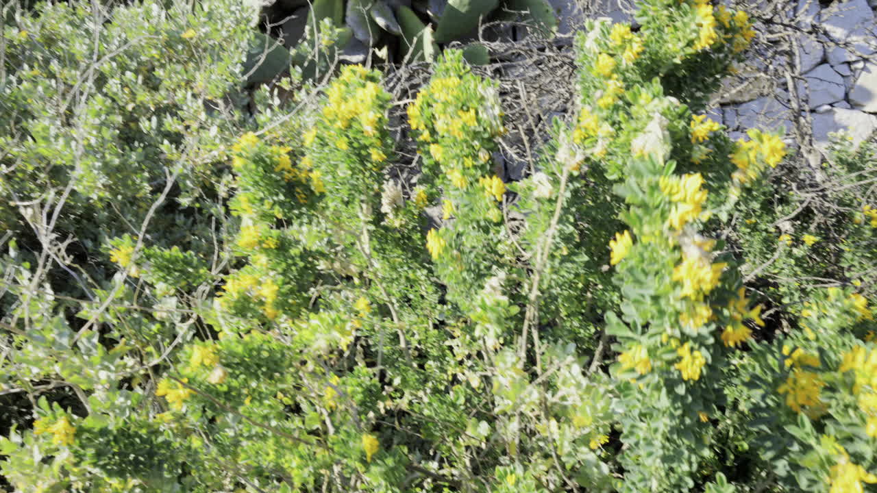 Close up of cacti and yellow flowers in a garden in Antibes, France on a sunny day