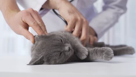 The-sick-cat-is-being-examined-in-the-veterinary-clinic.