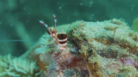 a hermit crab resting on the ocean floor