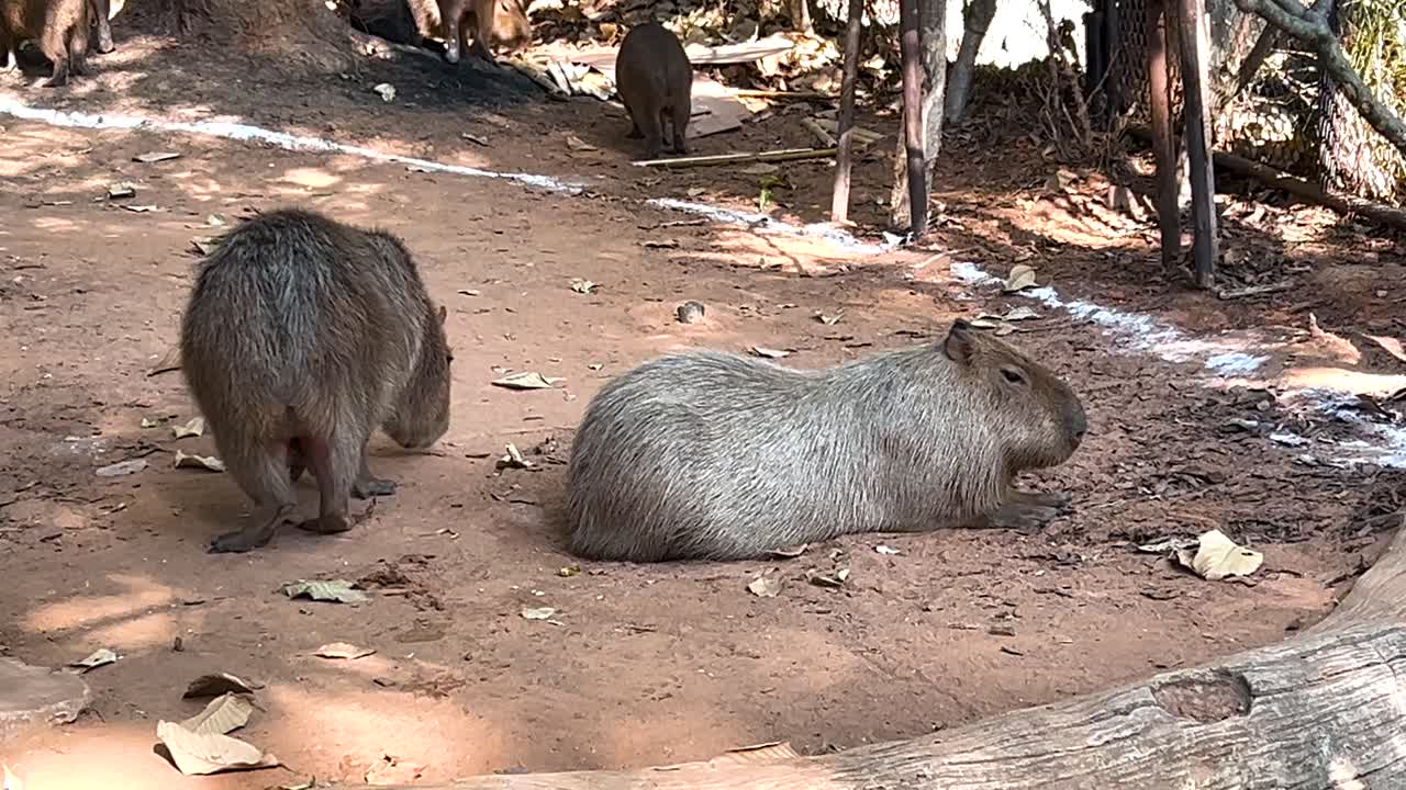dos capíbaras descansando cerca de un estanque