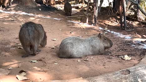 two capybaras resting near a pond