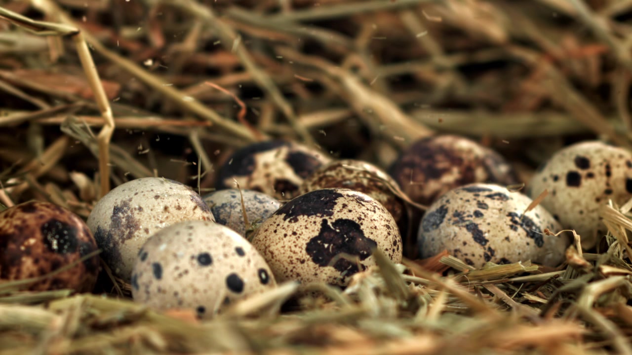 Close-up of Speckled Quail Eggs in a Rustic Hay Nest