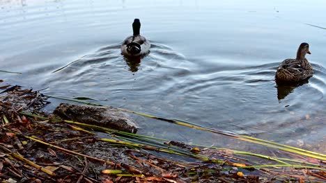 Un-Par-De-Patos-Cerca-De-La-Orilla-De-Un-Lago