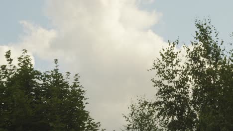 gray clouds moving obove green trees