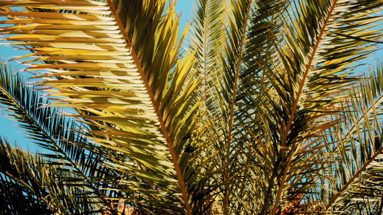 Close ip of fresh green palm leaves swaying gently in daylight