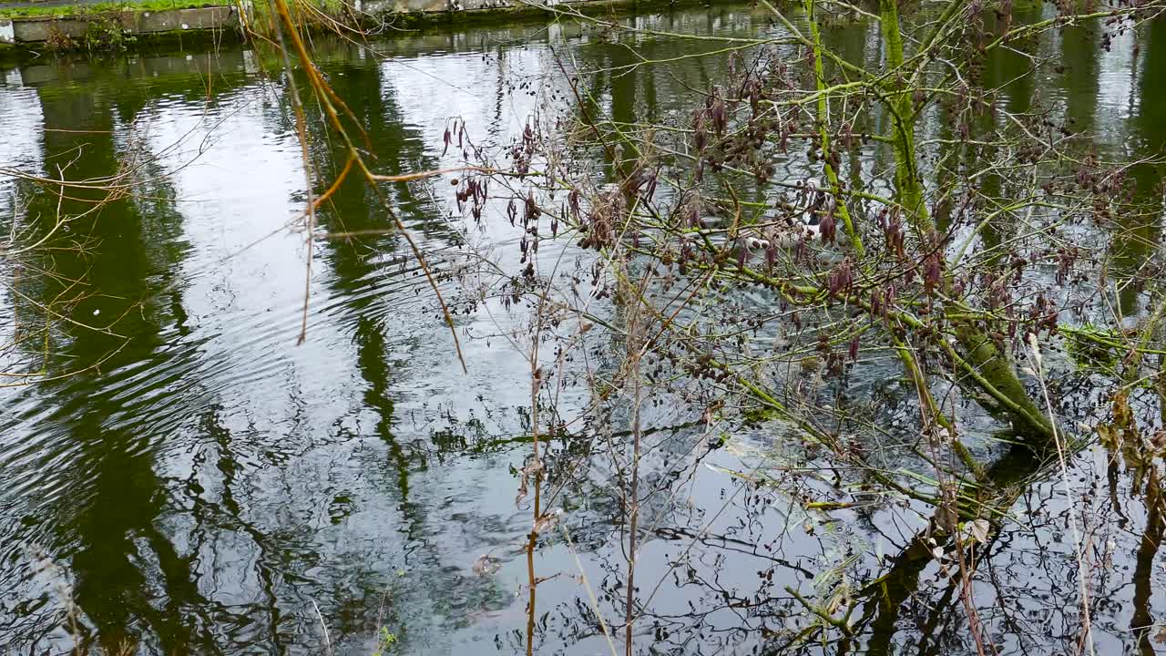 thetford 작은 강둑에서 노를 젓는 일반적인 캐나다 거위, 강 한가운데 깊은 물로 향할 때 두꺼운 잎사귀 뒤에서 수영하는 물새, 노퍽, 영국