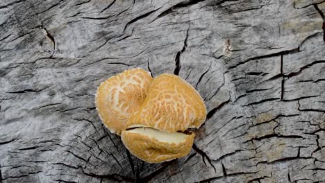 Ein-Pilz,-Der-Aus-Einem-Baum-Wächst