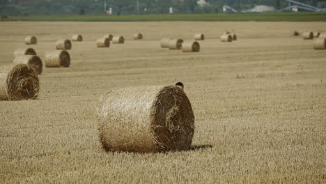 Boy Relaxing On Field. Happy child boy relaxing on summer field