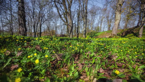 Panorámica-Sobre-El-Suelo-Del-Bosque-Cubierto-De-Flores-Amarillas