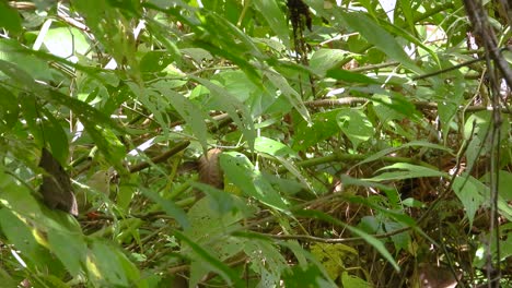 a pink-necked green pigeon perches quietly on a branch, surrounded by lush foliage.