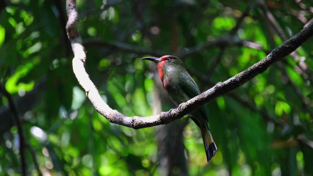 mirando hacia arriba mientras se alza en una vid durante una tarde de viento en el bosque, el apicultor de barba roja nyctyornis amictus, parque nacional de kaeng krachan, tailandia