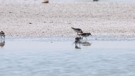 camera pans to the left revealing this individual foraging at a saltpan and then moves to the right, spoon-billed sandpiper calidris pygmaea, thailand