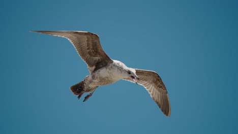 Primer-Plano-De-Una-Gaviota-Llamando-A-Otras-Aves-En-Cabo,-Baja-California-Sur,-México