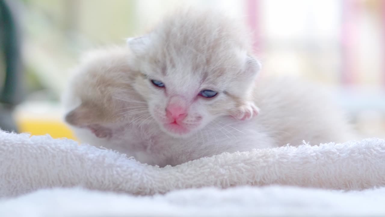 새로 태어난 새끼 고양이는 고 있습니다.