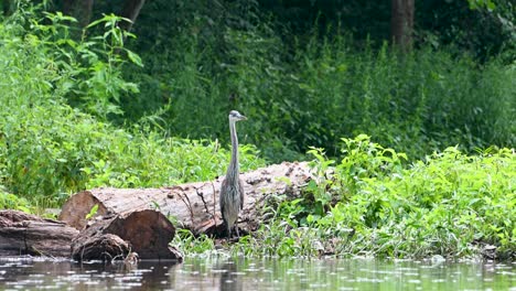 Great-Blue-Heron-sitting-on-riverbank,-Ohio