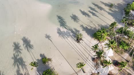 drone footage of palm trees on a thai beach