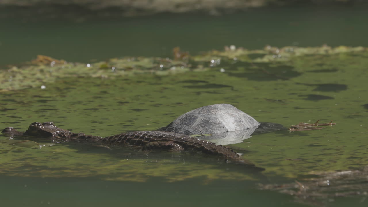 cocodrilo pasando por tortuga en el agua