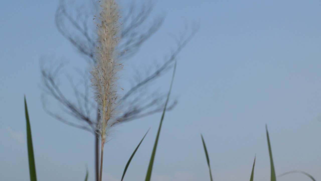 바람에 목화 풀을 슬로우 모션으로 닫습니다.