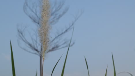 cámara lenta, primer plano, de, pasto de algodón, en el viento