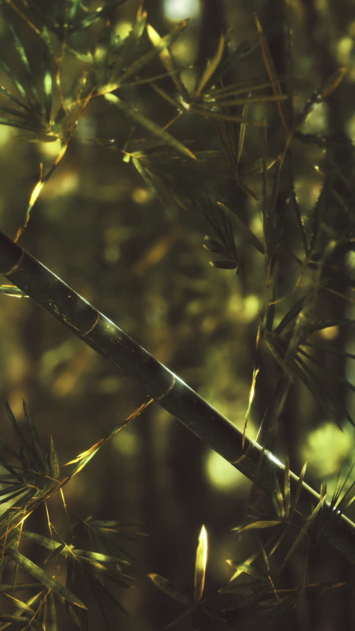 Lush green bamboo forest during daylight with sun filtering through leaves