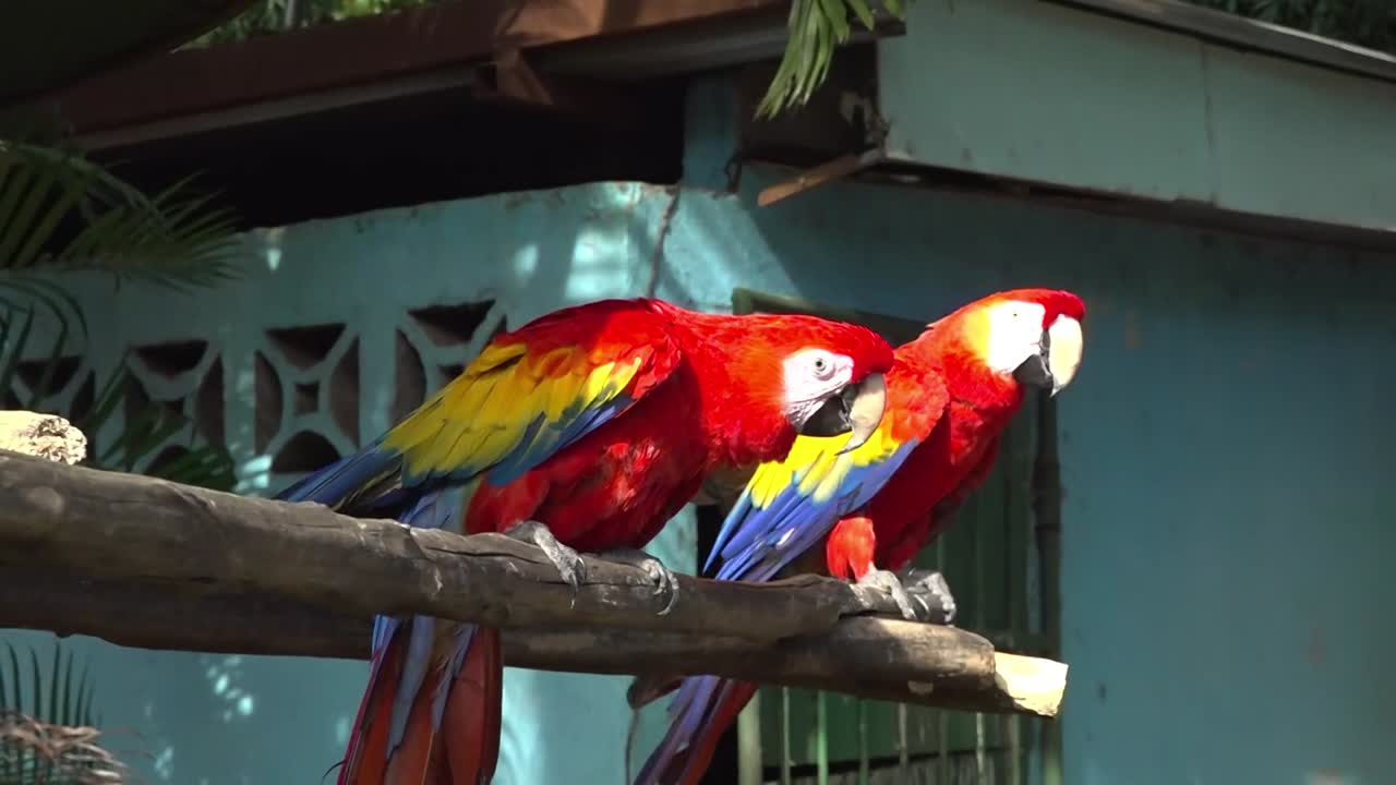 pair of toucans stand in a branch