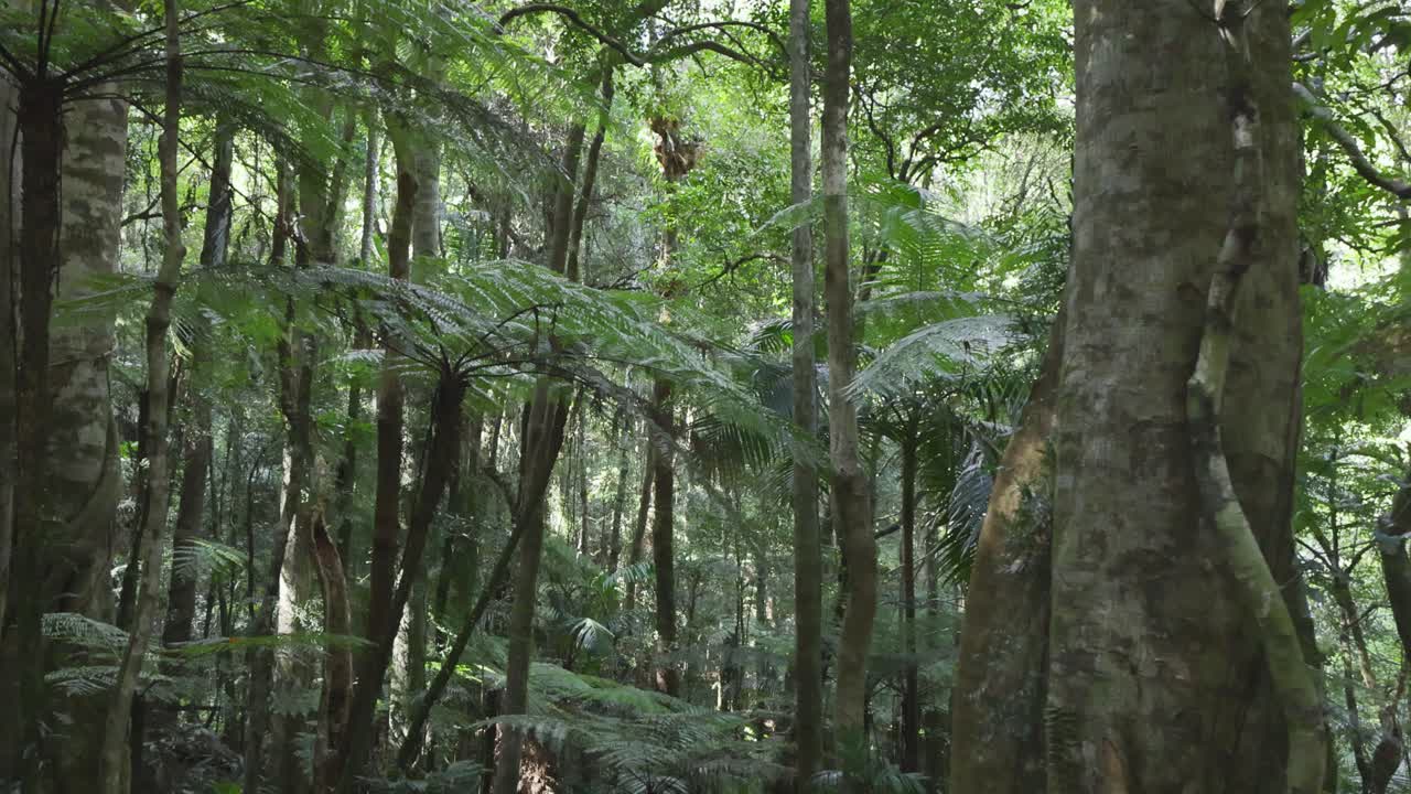 vegetación exuberante y árboles altos en el bosque tropical