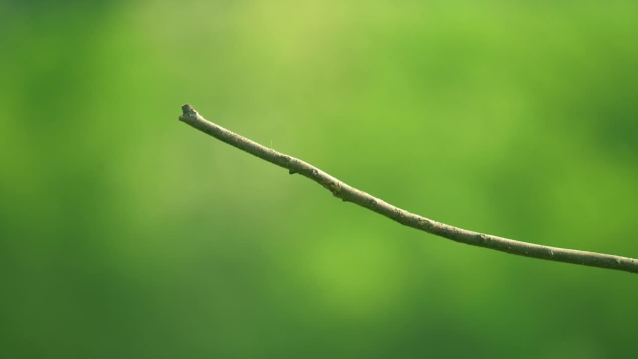 A vibrant bird with orange, yellow, and black feathers is captured mid-flight as it approaches a thin tree branch. The blurred green background creates a soft, natural atmosphere.