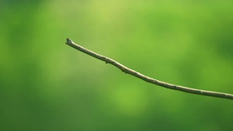 a vibrant bird with orange, yellow, and black feathers is captured mid-flight as it approaches a thin tree branch. the blurred green background creates a soft, natural atmosphere.