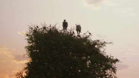 a pair of secretary birds perch atop a tree while the sun sets on the serengeti