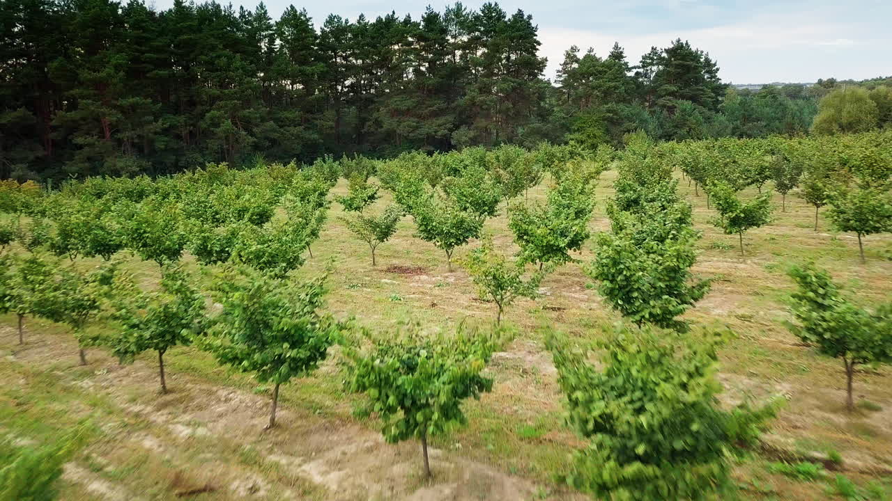 Hazelnut trees rows agriculture cultivation field growing raw ripe hazel nuts harvest autumn time