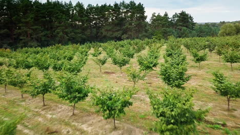 hazelnut trees rows agriculture cultivation field growing raw ripe hazel nuts harvest autumn time