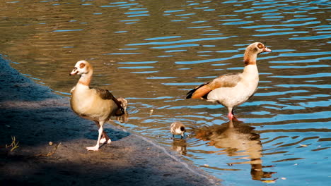 adult egyptian geese walking on river edge with their cute goslings