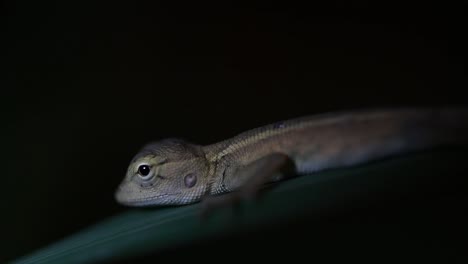 The-Oriental-Garden-Lizard-is-also-called-the-Eastern-Garden-Lizard,-Bloodsucker-and-Changeable-Lizard