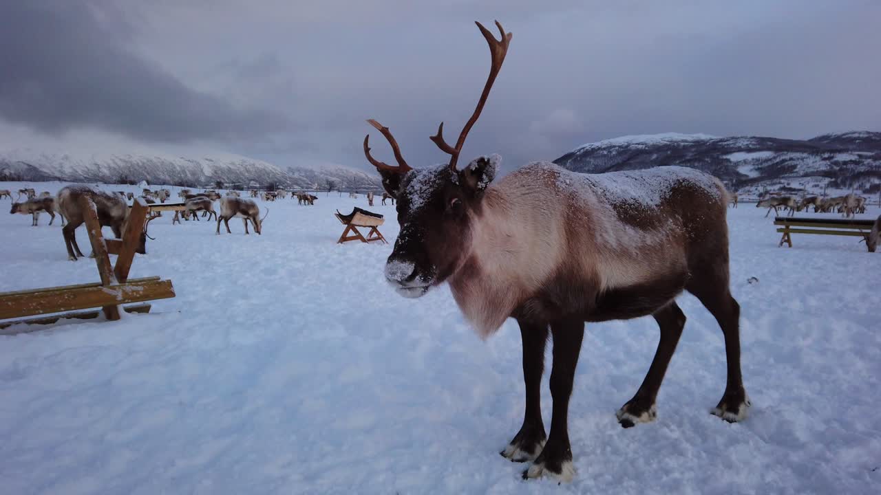 Herd of reindeers looking for food in snow, Tromso region, Northern Norway