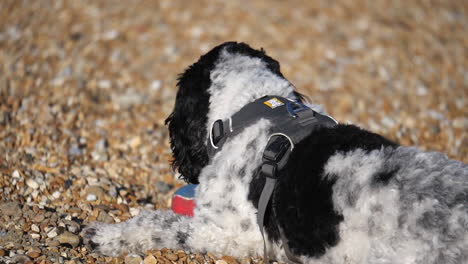 adorable perro labradoodle en una playa de guijarros en el reino unido se acuesta jugando con una pelota de tenis