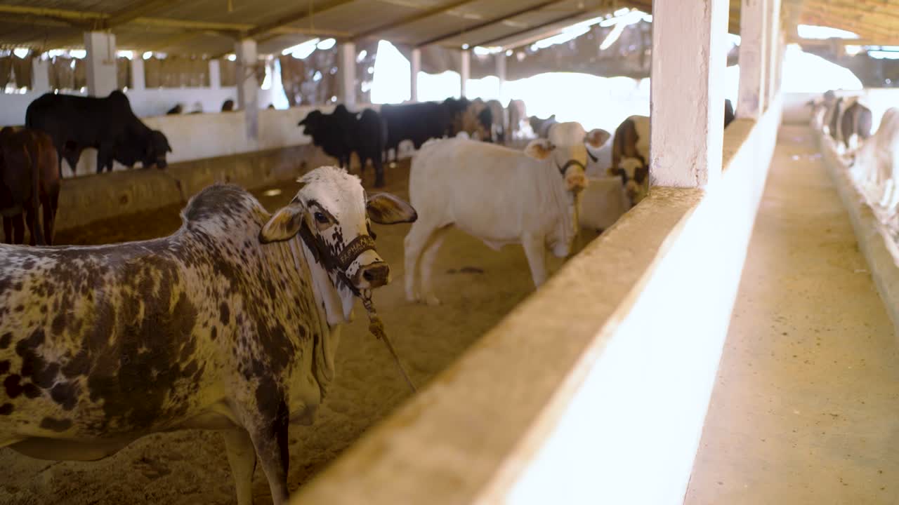 Bestiame in una stalla ombreggiata nel Sindh, Pakistan, allineato lungo una mangiatoia all'interno di un capannone agricolo rurale con calda luce pomeridiana e pavimento impolverato.
