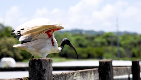 sequence of an ibis bird launching into flight