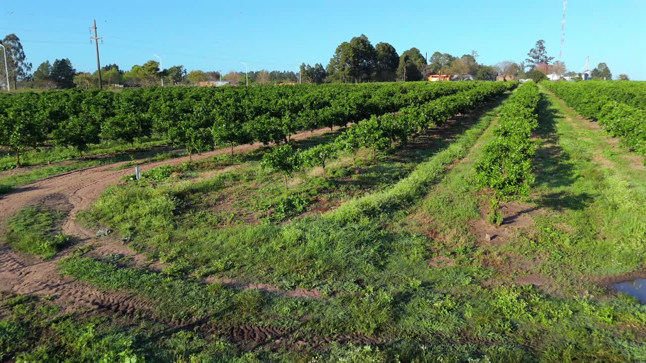 Aerial view of orange tree plantation on agricultural farm. Organic harvest. Argentina. 4k.