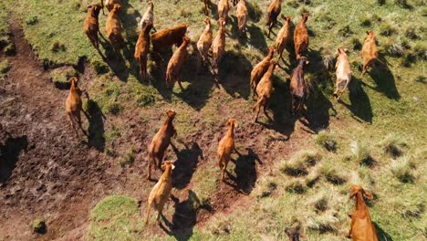 Cattle-grazing-in-the-open-fields-of-Argentina,-showcasing-the-picturesque-and-bucolic-charm-of-South-American-ranching