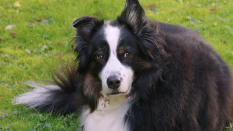 medium wide shot, high angle, of a cute australian shepherd in the garden