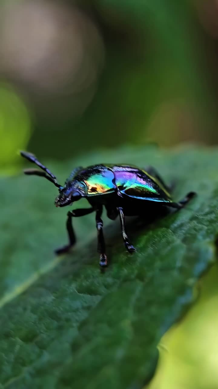 Close-up video of a vibrant beetle on a leaf, captured from a low angle