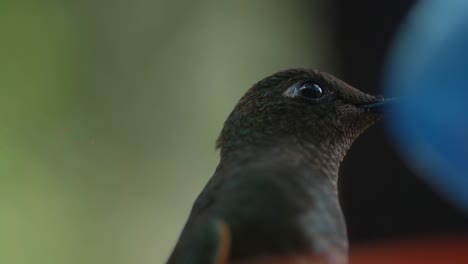 macro close up shot of a beautiful hummingbird eye in slow-motion