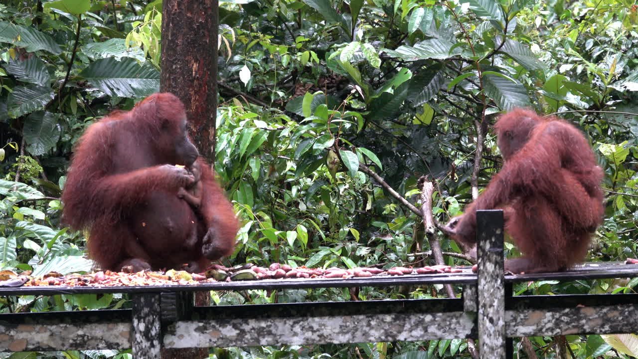 Wild orangutan mothers with their babies, eat at a feeding station in Borneo jungle.