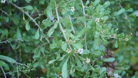 Cerca-De-La-Camisa-De-Agua-De-Lycium-Andersonii-En-Arizona