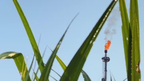 Petrochemical-refinery-flaming-flare-stack-burning-above-agricultural-crop-foliage