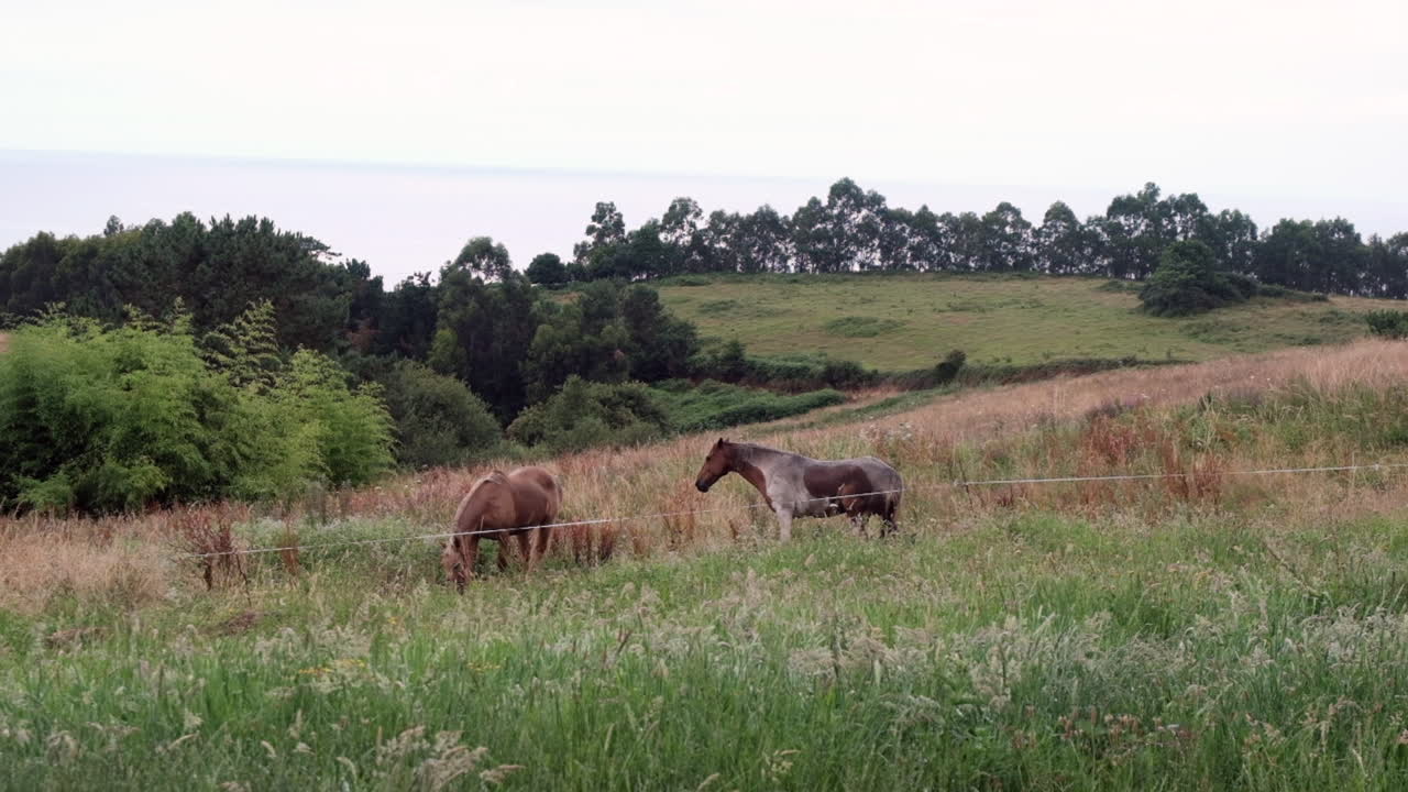 caballos pastando en un paisaje pastoral: un paisaje pacífico en slowmo