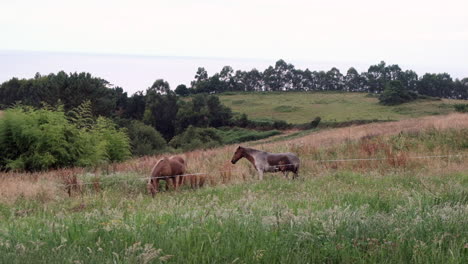 grazing horses in pastoral landscape: peaceful slowmo scenery