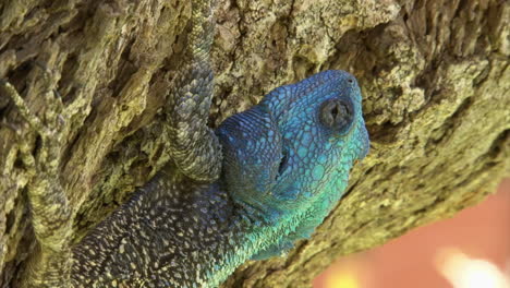 southern tree agama claws into the bark of a slanting tree