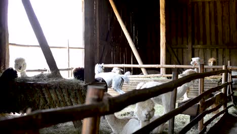 Eine-Gruppe-Weißer-Alpakas-Steht-Auf-Einem-Bauernhof-Und-Wartet-Darauf,-Für-Die-Produktion-Von-Reiner-Merinowolle-Rasiert-Zu-Werden